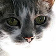 Gray Cat With Green Eyes Poster