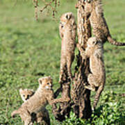 Cheetah Cubs Acinonyx Jubatus Climbing #1 Poster