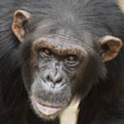 Chimpanzee Portrait Ol Pejeta Poster