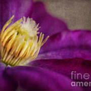 Clematis #1 Poster