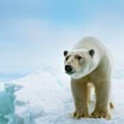 Close Up Of A Standing Polar Bear #1 Poster