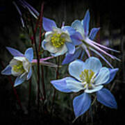 Columbines #2 Poster