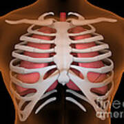 Conceptual Image Of Human Lungs And Rib #1 Poster