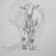 Cow Drawing #1 Poster