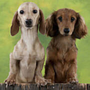 Dachshunds Looking Over Fence #3 Poster