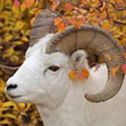 Dalls Sheep Ram In Denali Poster