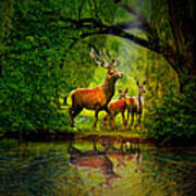 Deer Reflections #2 Poster