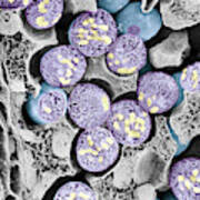 Dividing Pollen Cell #1 Poster