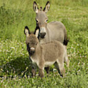 Donkey With Foal #1 Poster