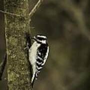 Downy Woodpecker Poster