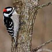 Downy Woodpecker #1 Poster