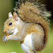 Eastern Gray Squirrel #1 Poster