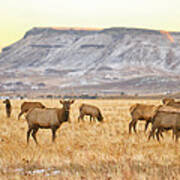 Elk Herd Grazing Rocky Mountain Foothills Poster