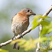 Female Eastern Bluebird Eating A Spider #1 Poster