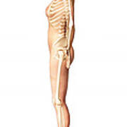 Female Standing, With Skeletal Bones #1 Poster