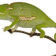 Flap-necked Chameleon Gorongosa #1 Poster