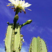 Flowering Cactus 2 Poster