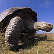 Galapagos Giant Tortoise On Alcedo #1 Poster