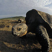 Galapagos Giant Tortoises On Alcedo #1 Poster