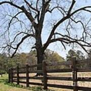 Georgia Gnarled Tree Poster