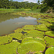 Giant Amazon Water Lilies #1 Poster