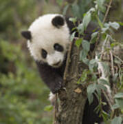 Giant Panda Cub Chengdu Sichuan China Poster