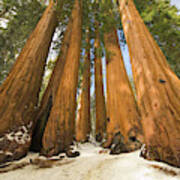 Giant Sequoias After First Snow Poster