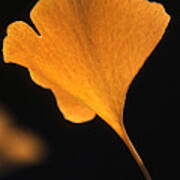 Ginkgo Leaf In Fall #1 Poster