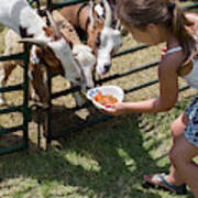 Girl Feeding Goats #1 Poster