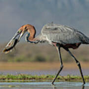 Goliath Heron With Fish #1 Poster