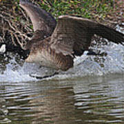 Goose Lift Off #1 Poster