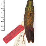 Gould's Emerald Hummingbird #1 Poster