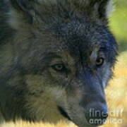 Gray Wolf Poster