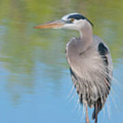 Great Blue Heron #3 Poster