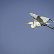 Great Egret In Flight Poster