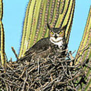 Great Horned Owl Bubo Virginianus #2 Poster