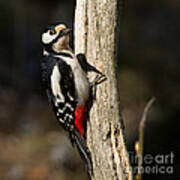 Great Spotted Woodpecker  #1 Poster