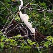 Great White Egret Poster