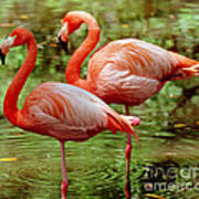 Greater Flamingoes Poster