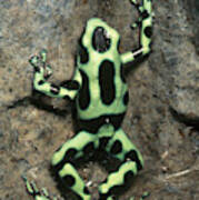 Green And Black Poison Dart Frog #1 Poster