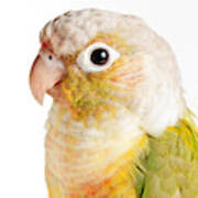 Green-cheeked Conure Pineapple P #1 Poster