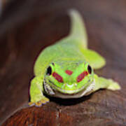 Green Day Gecko #1 Poster