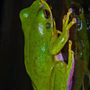 Green Tree Frog #1 Poster