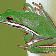 Green Treefrog #1 Poster