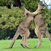 Grey Kangaroo Males Fighting Tasmania #1 Poster