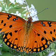 Gulf Fritillary Butterfly #1 Poster