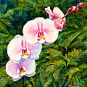 Hawaiian Orchid Poster