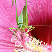 Hibiscus And Friend #1 Poster