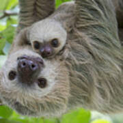 Hoffmanns Two-toed Sloth And Old Baby Poster