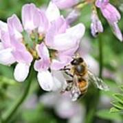 Honeybee On Crown Vetch #3 Poster